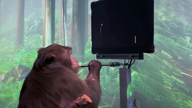 Mono en un experimento