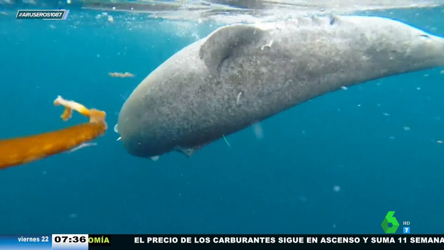 Avistan en el océano al animal más viejo del mundo, un tiburón de 500 años: "Es de la quinta de Cristóbal Colón" Avistan en el océano al animal más viejo del mundo, un tiburón de 500 años: "Es de la quinta de Cristóbal Colón"