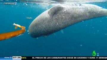 Avistan en el océano al animal más viejo del mundo, un tiburón de 500 años: "Es de la quinta de Cristóbal Colón"