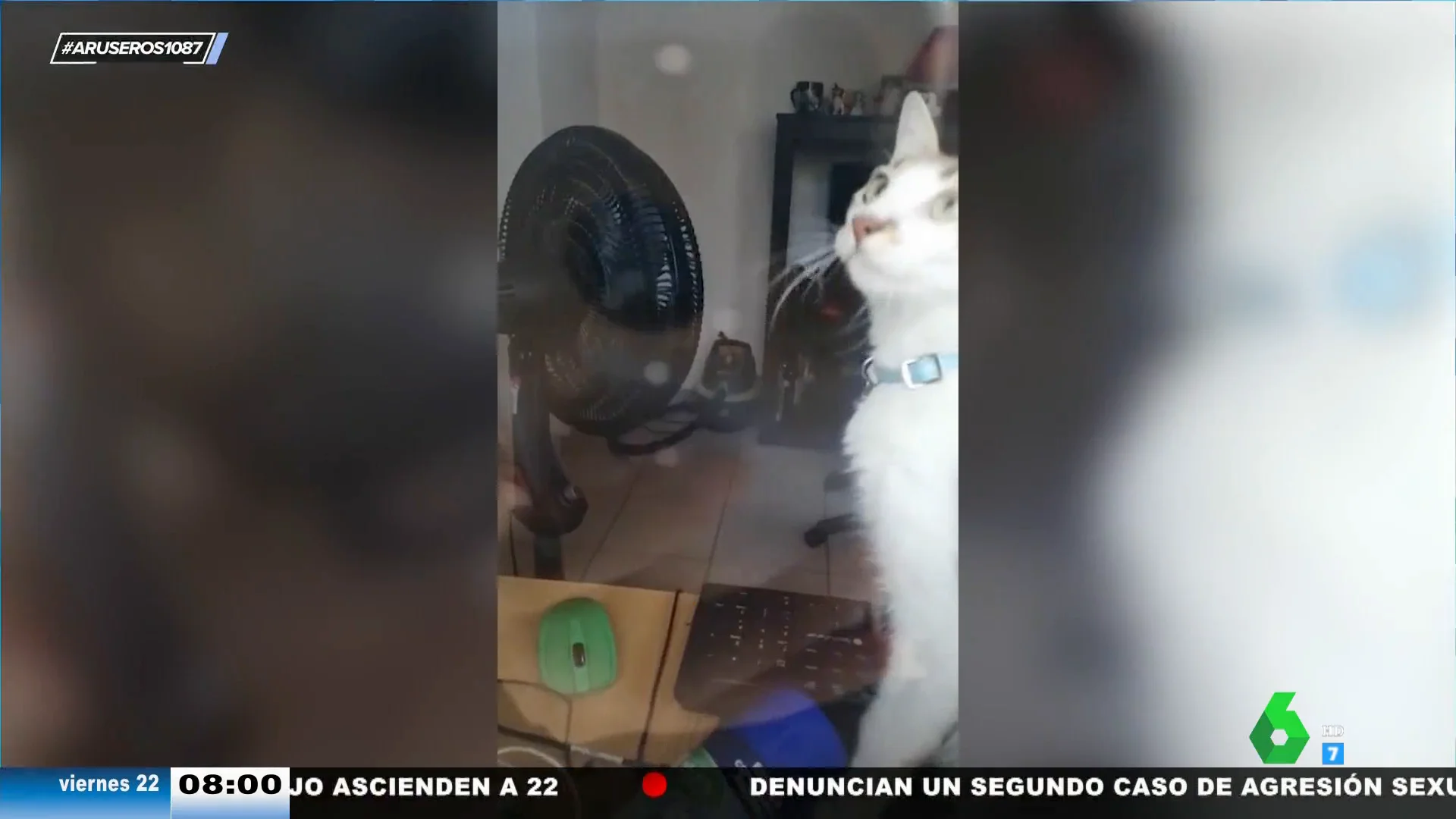 Consigue comunicarse con su gato para que la abra la ventana tras haber olvidado las llaves en casa