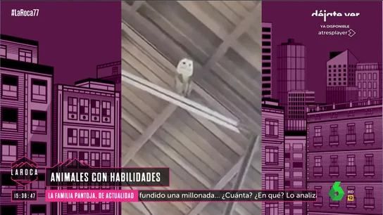 El divertido viral de una lechuza que baila al ritmo del coro de la iglesia El divertido viral de una lechuza que baila al ritmo del coro de la iglesia