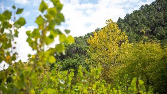 Cuándo llega el 'veranillo de San Miguel' este 2023 y por qué tiene lugar Cuándo llega el 'veranillo de San Miguel' este 2023 y por qué tiene lugar