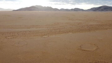 ¿Qué son los círculos de hadas? Científicos españoles arrojan luz sobre su misterioso origen