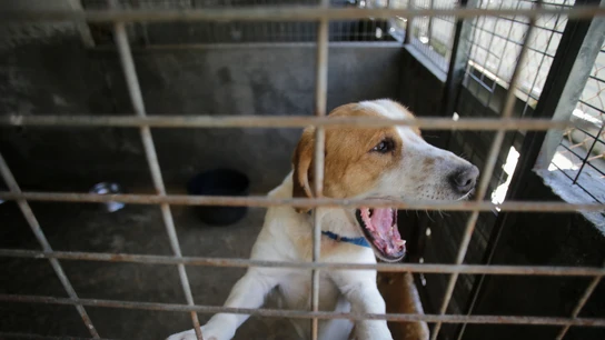 Entra en vigor la Ley de Bienestar Animal, a medias: estas son las cuestiones que se penalizarán a partir del viernes Entra en vigor la Ley de Bienestar Animal, a medias: estas son las cuestiones que se penalizarán a partir del viernes