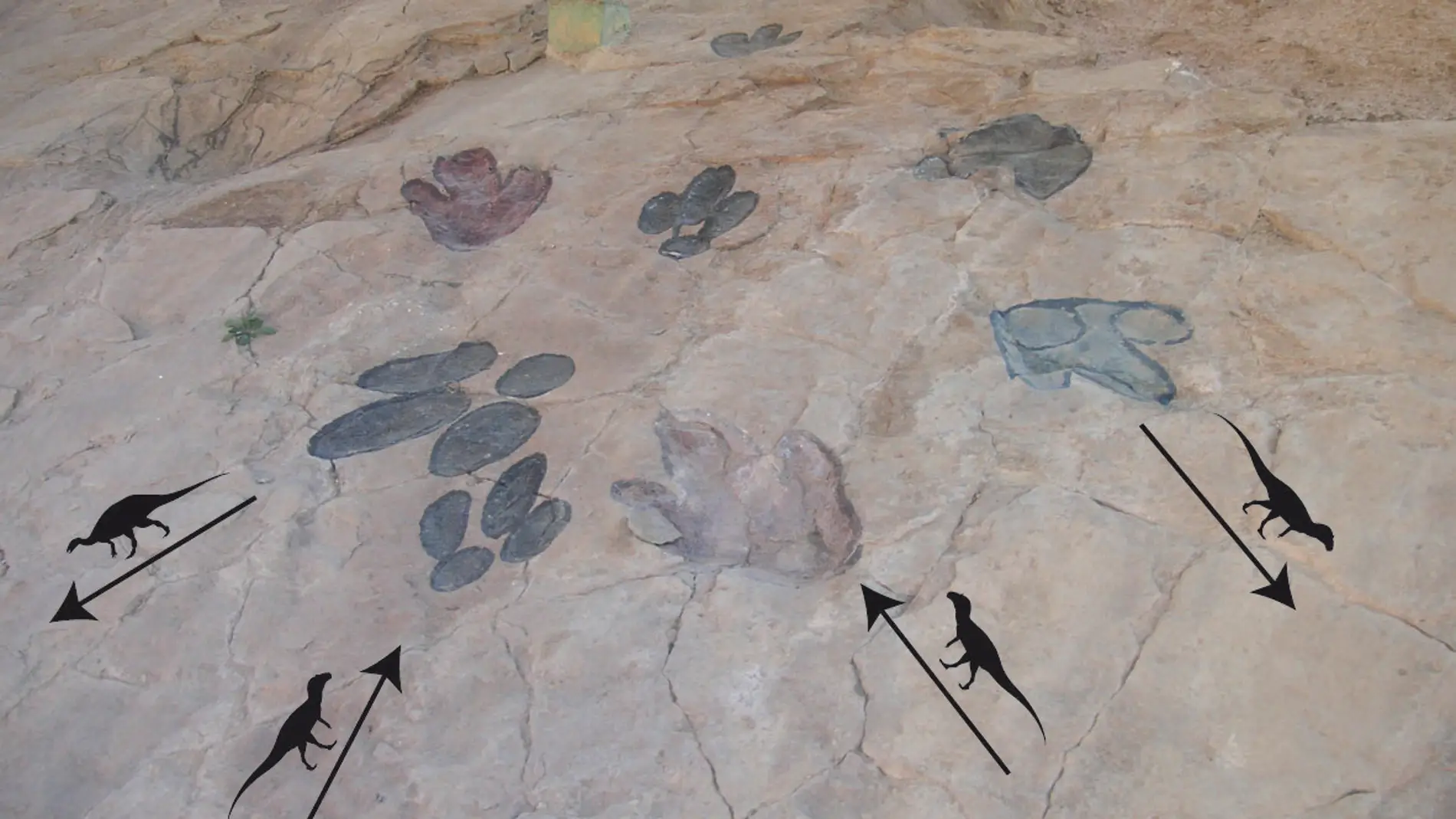 Huellas fósiles de dinosaurios