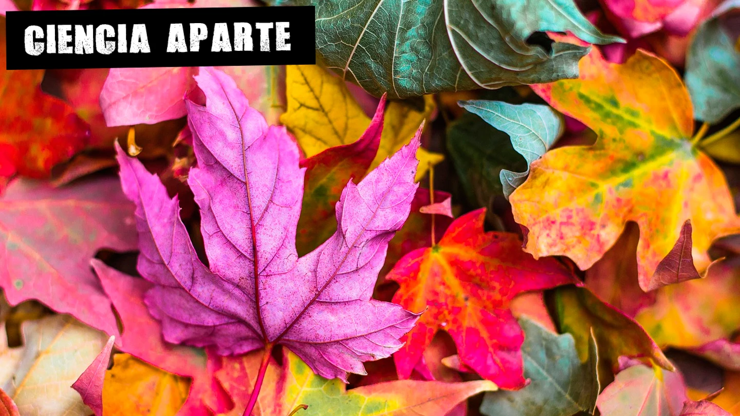 La química del otoño; por Deborah García Bello La química del otoño; por Deborah García Bello