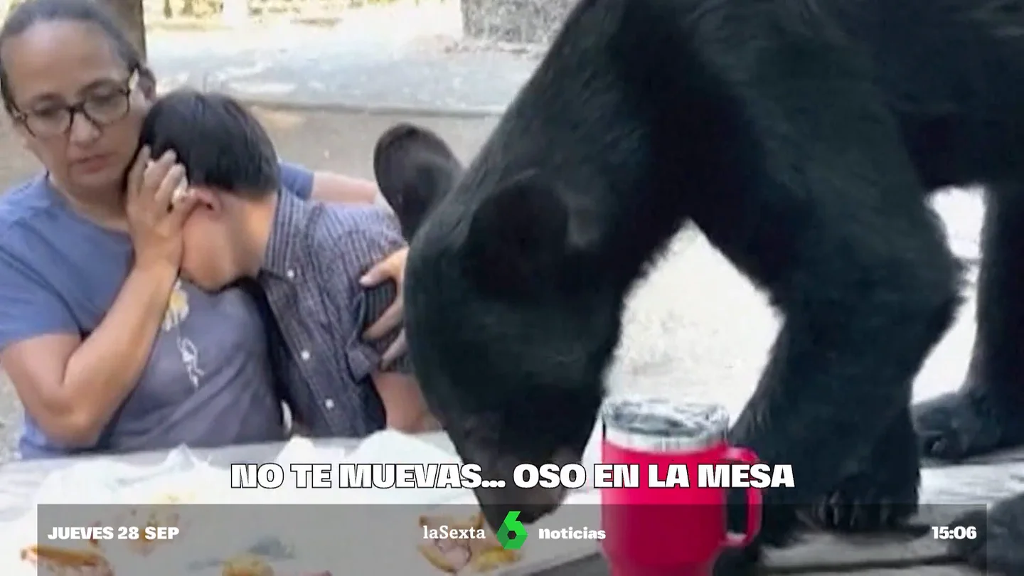 habla familia oso habla familia oso