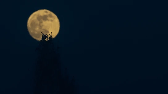Luna llena de septiembre 2023: cuándo y dónde ver la Luna de cosecha Luna llena de septiembre 2023: cuándo y dónde ver la Luna de cosecha