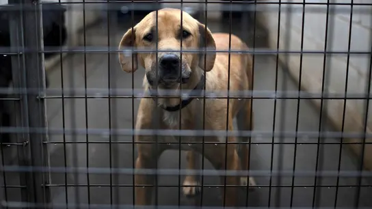 Estas son las medidas que se quedan fuera de la nueva Ley de Bienestar Animal y cuándo se podrían aprobar Estas son las medidas que se quedan fuera de la nueva Ley de Bienestar Animal y cuándo se podrían aprobar