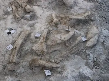 Encuentran restos de elefantes de hace 14 millones de años en las obras de un centro de bomberos en Madrid