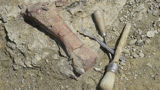 Hallan restos de elefantes primitivos en una obras en un polígono industrial en Villa de Vallecas (Madrid). Hallan restos de elefantes primitivos en una obras en un polígono industrial en Villa de Vallecas (Madrid).