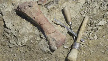 Hallan restos de elefantes primitivos en una obras en un polígono industrial en Villa de Vallecas (Madrid).