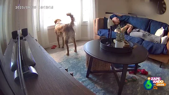 Termina la siesta entre gritos por culpa de su mascota: "Perros y siesta son incompatibles" Termina la siesta entre gritos por culpa de su mascota: "Perros y siesta son incompatibles"