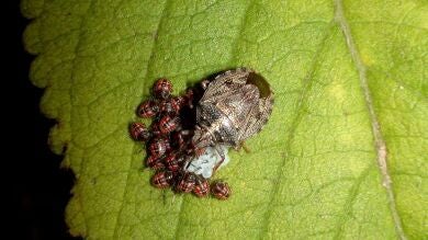 Plaga de Chinches