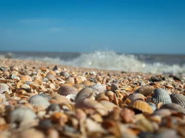 La genomica desvela la evolucion de un cancer que se transmite en el mar La genomica desvela la evolucion de un cancer que se transmite en el mar