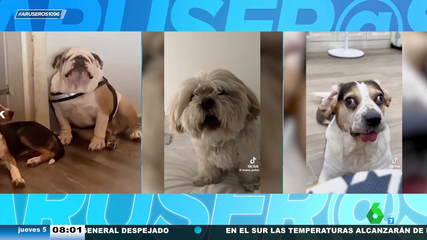 El remix definitivo de los ladridos de perro más extraños de internet: tápale las orejas a Firulais El remix definitivo de los ladridos de perro más extraños de internet: tápale las orejas a Firulais