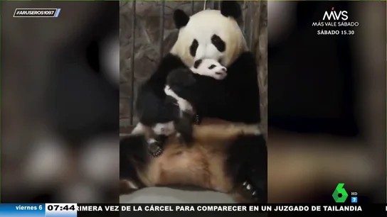 El emotivo momento en el que un bebé panda se reencuentra con su madre tras haber sido separados por motivos médicos El emotivo momento en el que un bebé panda se reencuentra con su madre tras haber sido separados por motivos médicos