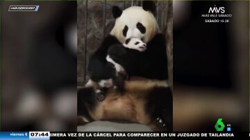 El emotivo momento en el que un bebé panda se reencuentra con su madre tras haber sido separados por motivos médicos