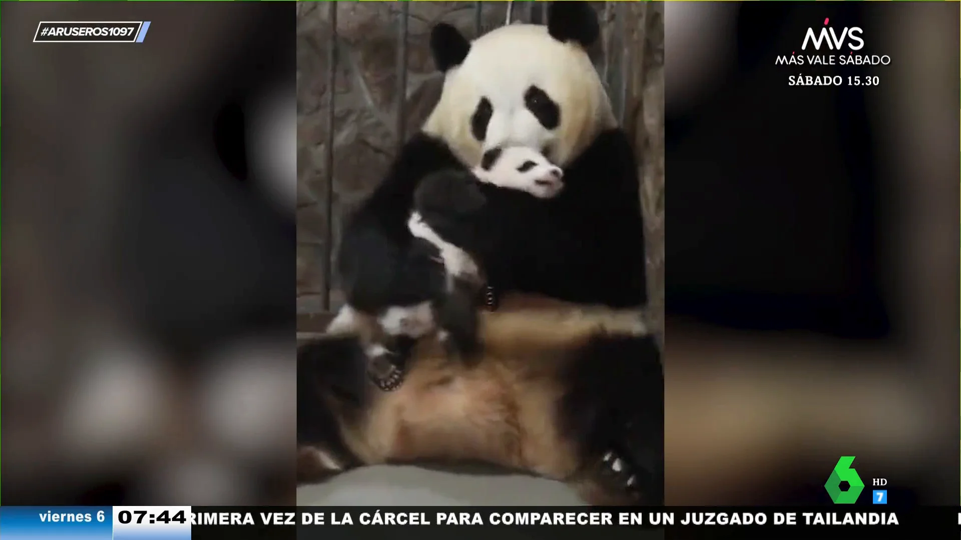 El emotivo momento en el que un bebé panda se reencuentra con su madre tras haber sido separados por motivos médicos