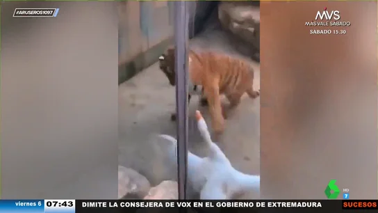 Así le planta cara y casi le da una paliza una oca a un tigre Así le planta cara y casi le da una paliza una oca a un tigre