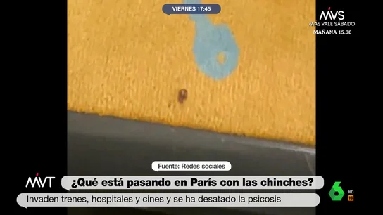 Alarma por una plaga de chinches en Bizkaia Alarma por una plaga de chinches en Bizkaia