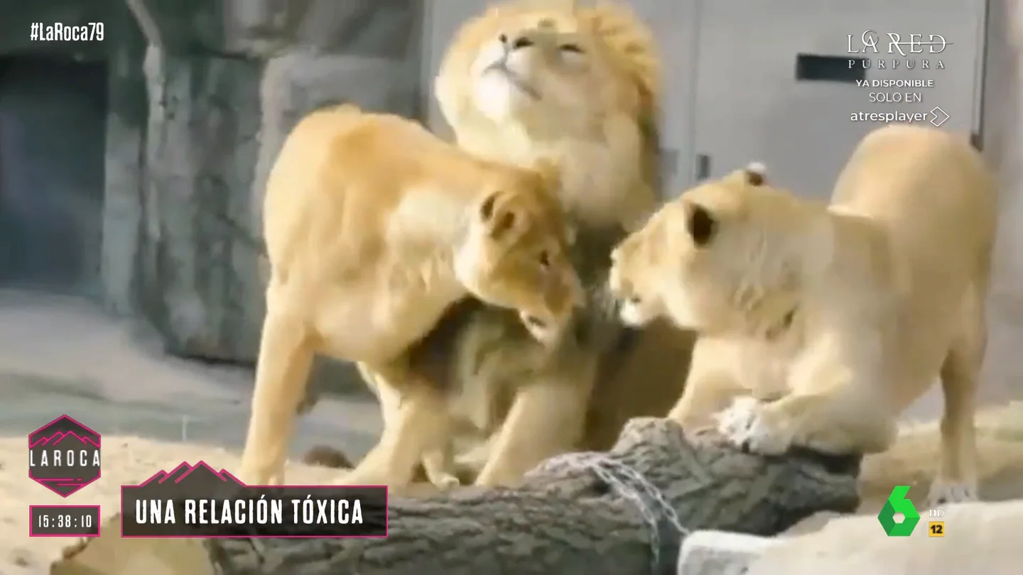El triángulo amoroso de tres leones que arrasa en redes sociales El triángulo amoroso de tres leones que arrasa en redes sociales