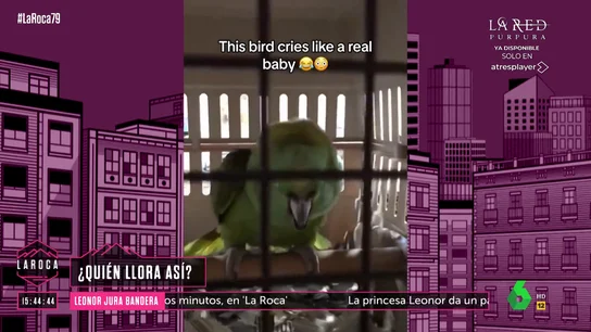 "¡Qué barbaridad!": la increíble imitación de un loro del llanto de un niño "¡Qué barbaridad!": la increíble imitación de un loro del llanto de un niño