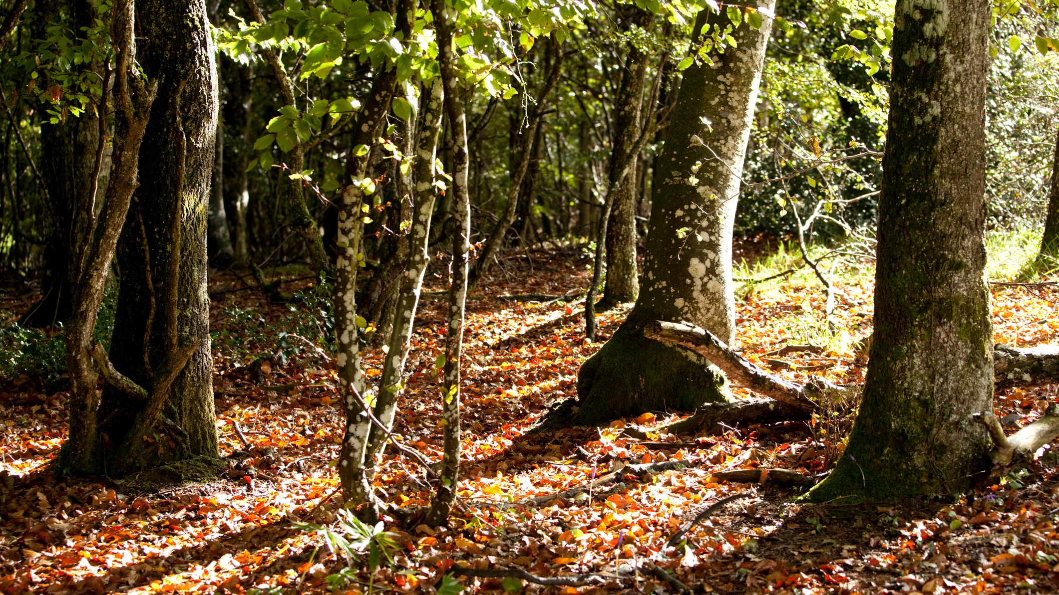 Imagen de archivo de un bosque Imagen de archivo de un bosque