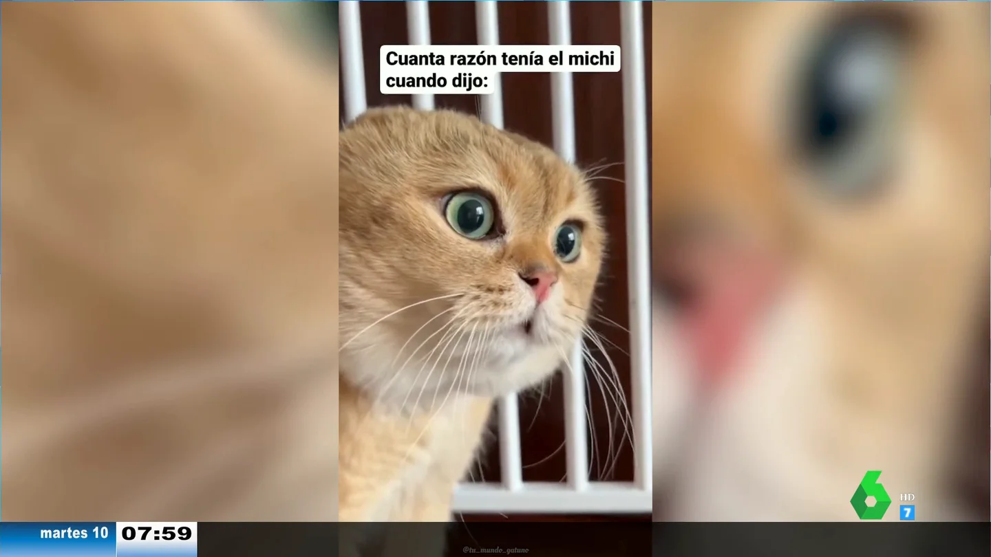 El 'espeluznante' vídeo viral del gato 'poseído' que habla en una lengua desconocida El 'espeluznante' vídeo viral del gato 'poseído' que habla en una lengua desconocida