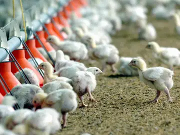 Crean pollos resistentes a la gripe aviar con edición genética Crean pollos resistentes a la gripe aviar con edición genética