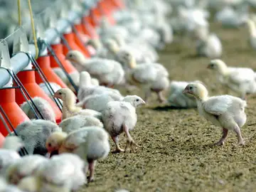 Crean pollos resistentes a la gripe aviar con edición genética Crean pollos resistentes a la gripe aviar con edición genética