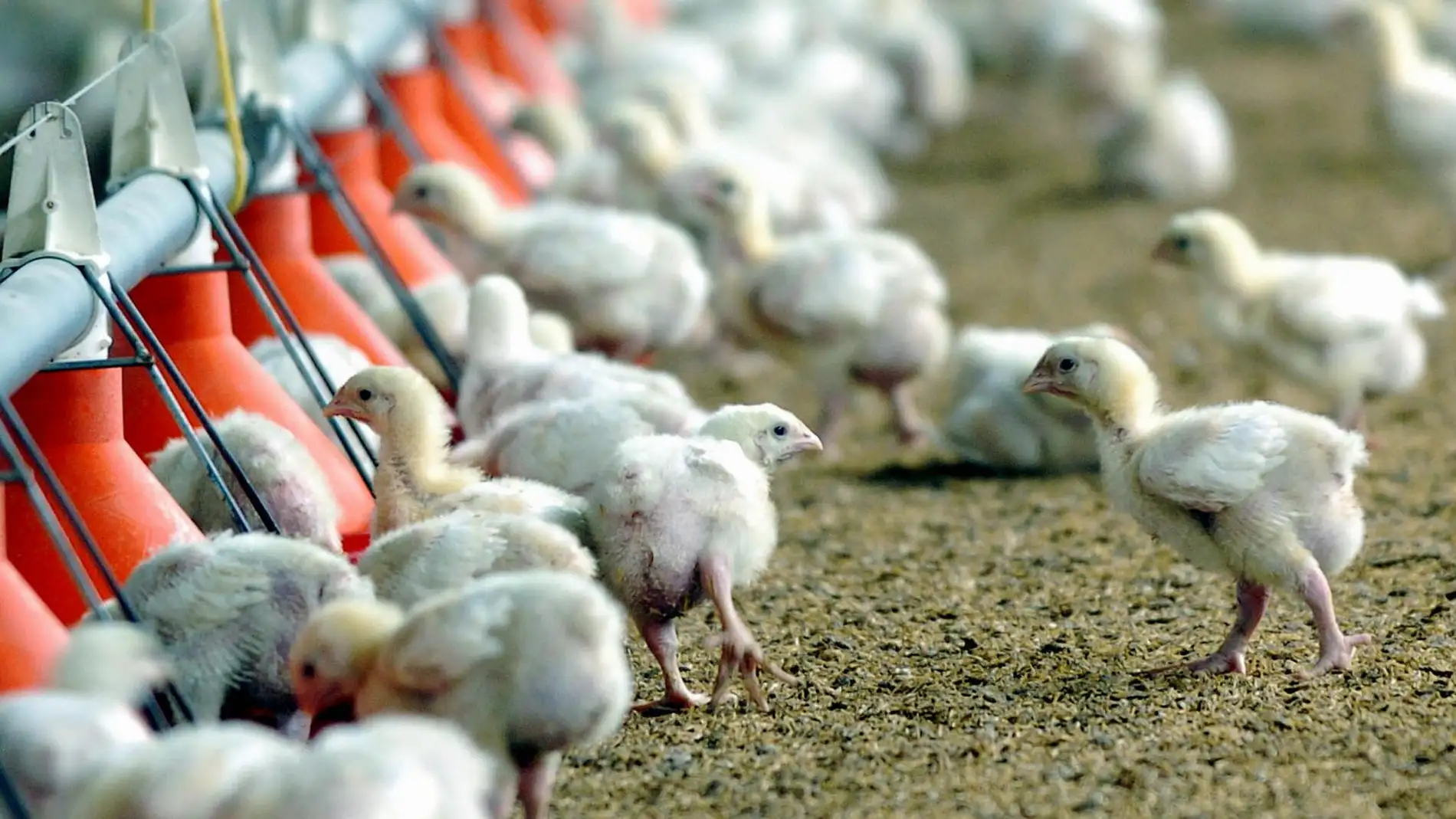 Crean pollos resistentes a la gripe aviar con edición genética 