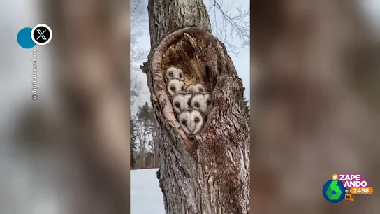 zapeando buhos zapeando buhos