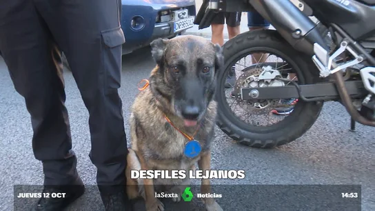 Cleo, el perro de la Policía Nacional que necesita un doble para el desfile (y otras anécdotas) Cleo, el perro de la Policía Nacional que necesita un doble para el desfile (y otras anécdotas)