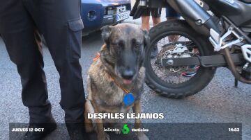 Cleo, el perro de la Policía Nacional que necesita un doble para el desfile (y otras anécdotas)