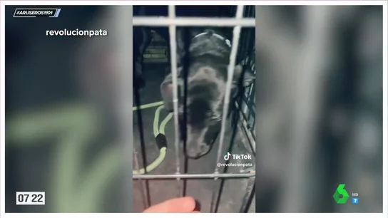 Rescata a un cachorro que estaba siendo maltratado en plena calle y planta cara a su dueño: "Le estaba dando una paliza" Rescata a un cachorro que estaba siendo maltratado en plena calle y planta cara a su dueño: "Le estaba dando una paliza"