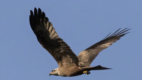 Águila
