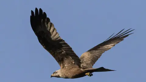 Águila Águila