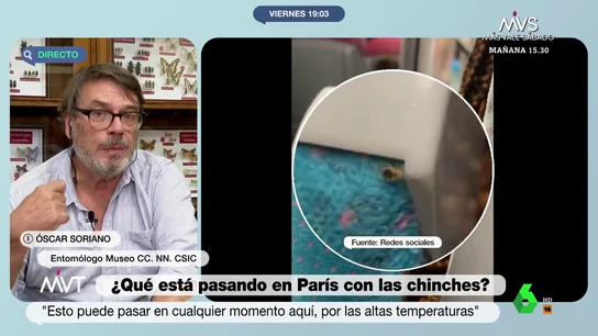 Cómo detectar si tenemos chinches en casa y trucos para combatirlas: consejos de un entomólogo Cómo detectar si tenemos chinches en casa y trucos para combatirlas: consejos de un entomólogo