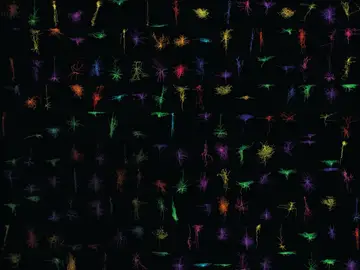 Representaciones tridimensionales de neuronas Representaciones tridimensionales de neuronas