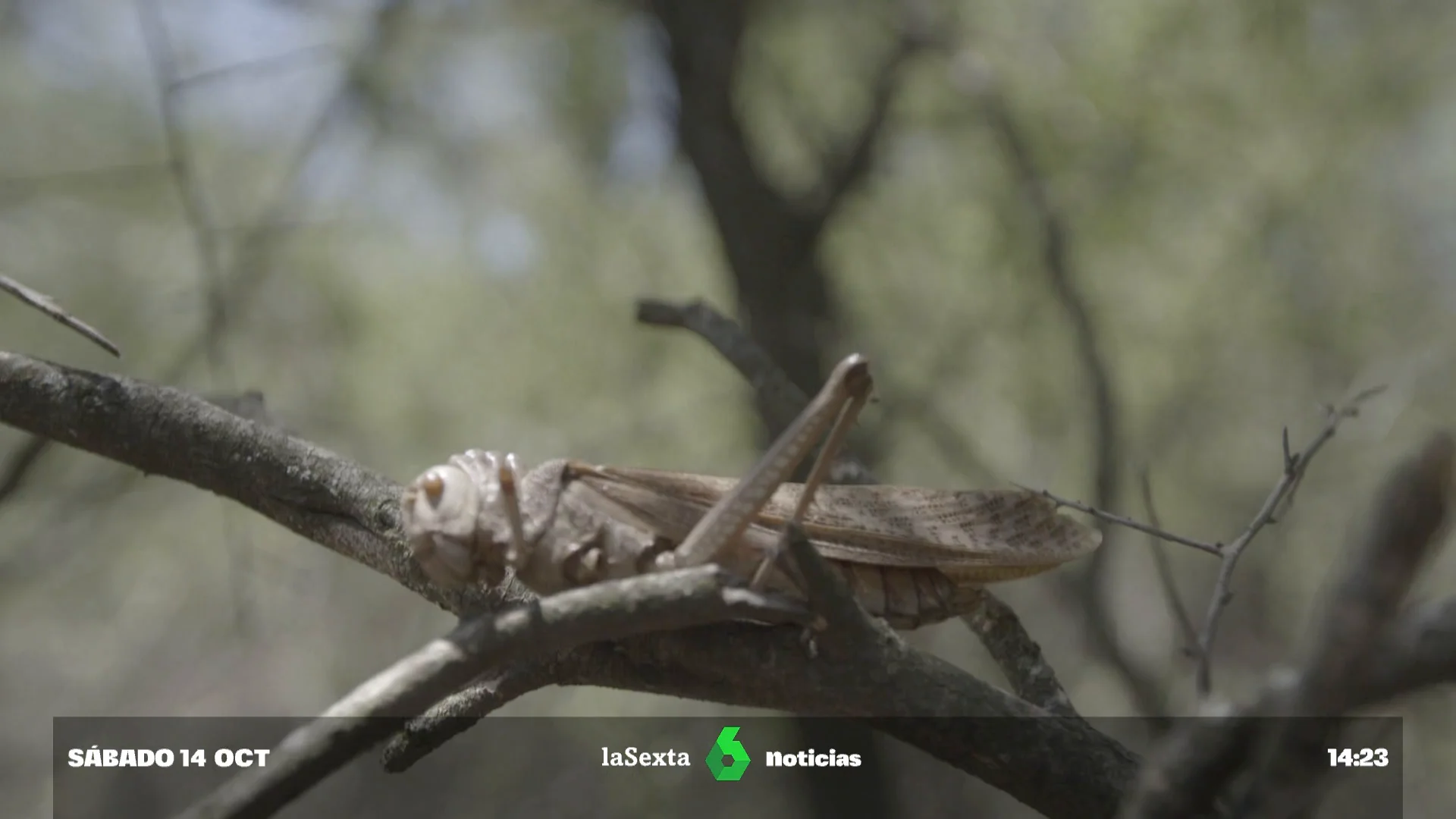 El calor alarga la temporada de bichos y amenaza a la extinción de cantidad de ejemplares