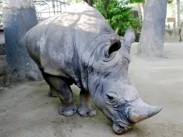 Imagen del rinoceronte Pedro.