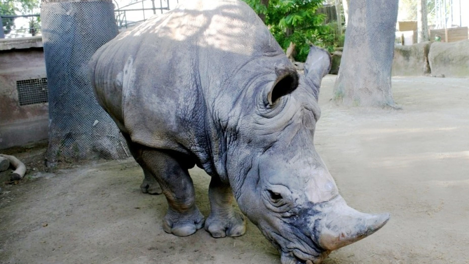 Imagen del rinoceronte Pedro.