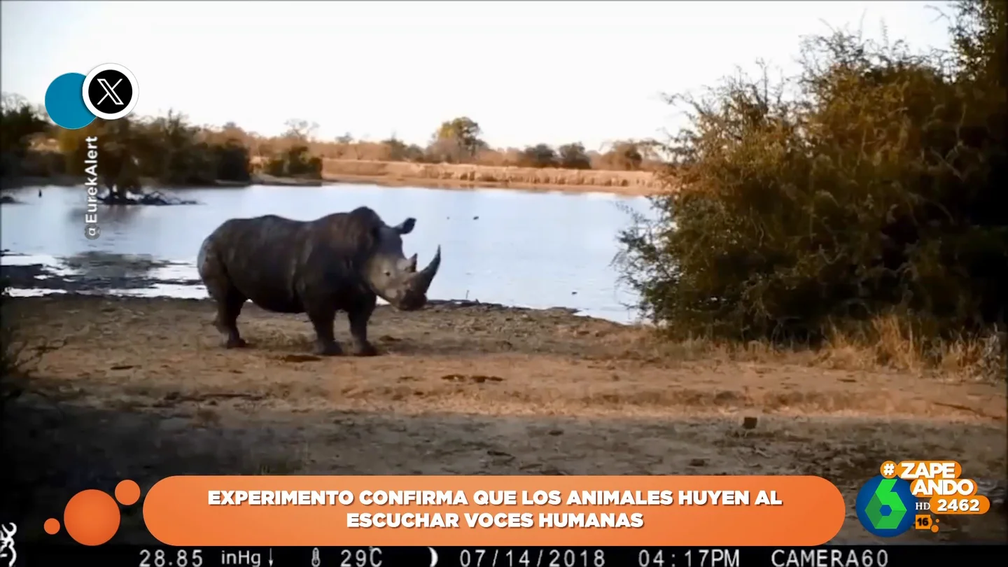 Un experimento muestra la curiosa reacción de los animales al oír voces humanas Un experimento muestra la curiosa reacción de los animales al oír voces humanas