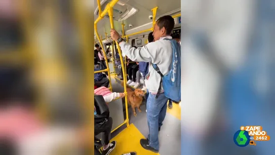 Un perro sorprende a los pasajeros de un autobús de Bogotá con sus habilidades matemáticas Un perro sorprende a los pasajeros de un autobús de Bogotá con sus habilidades matemáticas