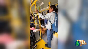 Un perro sorprende a los pasajeros de un autobús de Bogotá con sus habilidades matemáticas