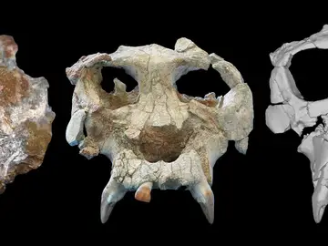 Desvelan con tecnología 3D la cara de Pau, el homínido que vivió hace 12 millones de años Desvelan con tecnología 3D la cara de Pau, el homínido que vivió hace 12 millones de años