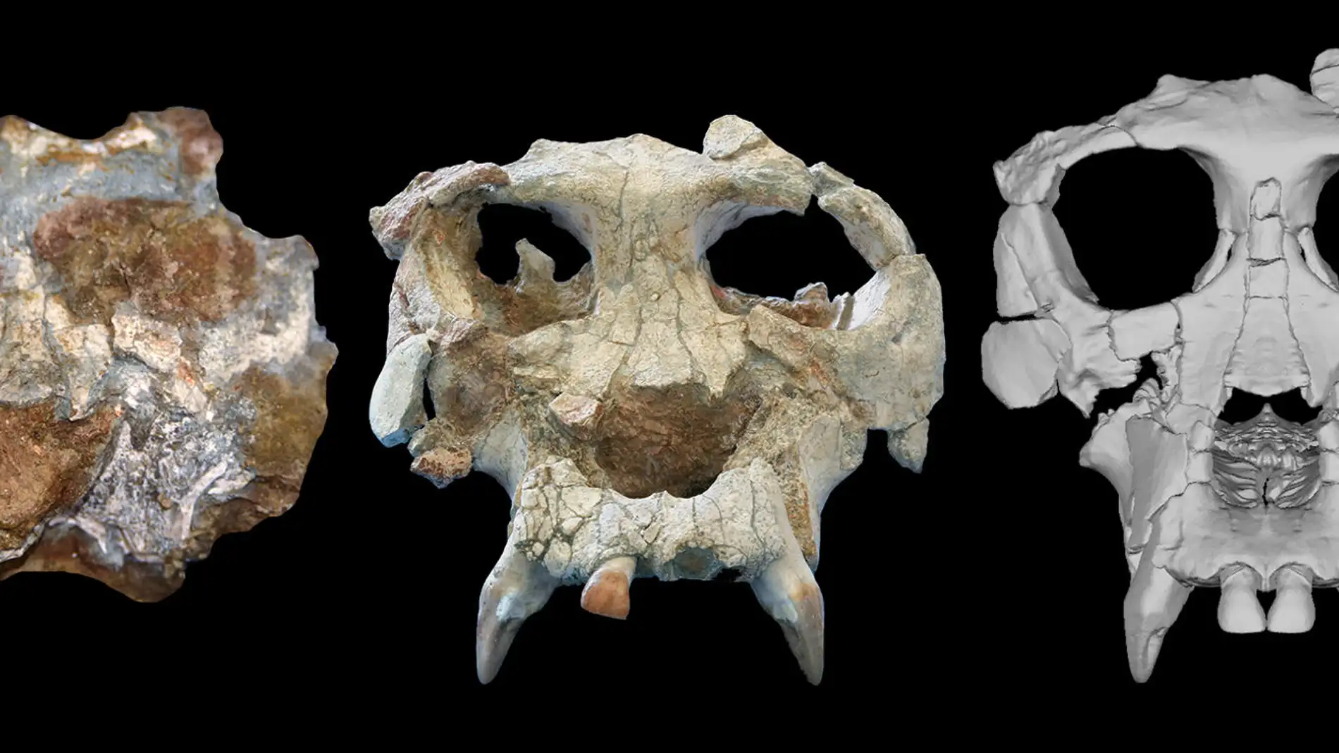 Desvelan con tecnología 3D la cara de Pau, el homínido que vivió hace 12 millones de años