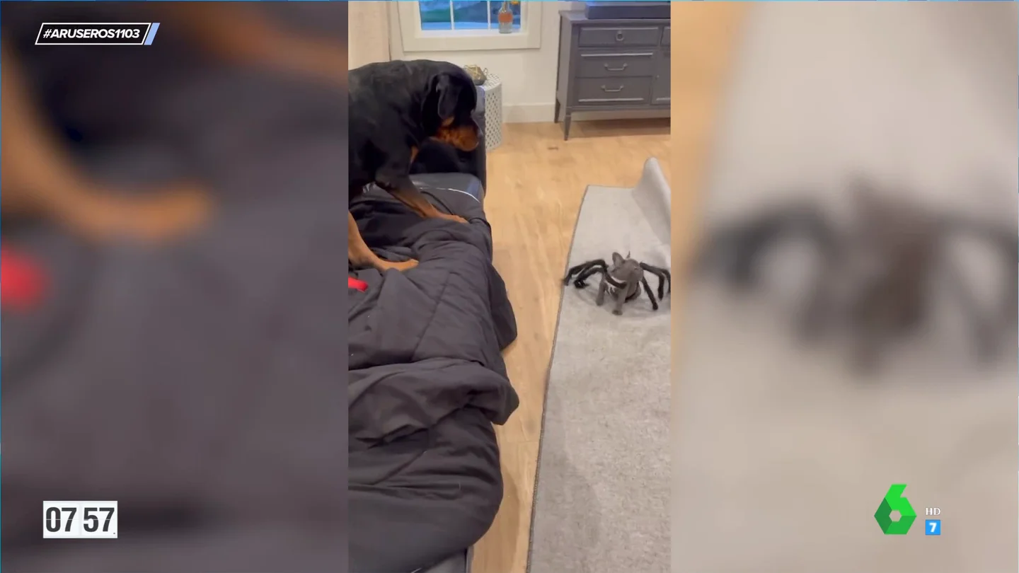 Un perro pequeño asusta a uno grande con su disfraz de araña para Halloween Un perro pequeño asusta a uno grande con su disfraz de araña para Halloween
