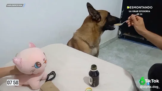 El truco definitivo para que tu perro se tome el jarabe sin rechistar: la táctica del peluche apaleado El truco definitivo para que tu perro se tome el jarabe sin rechistar: la táctica del peluche apaleado